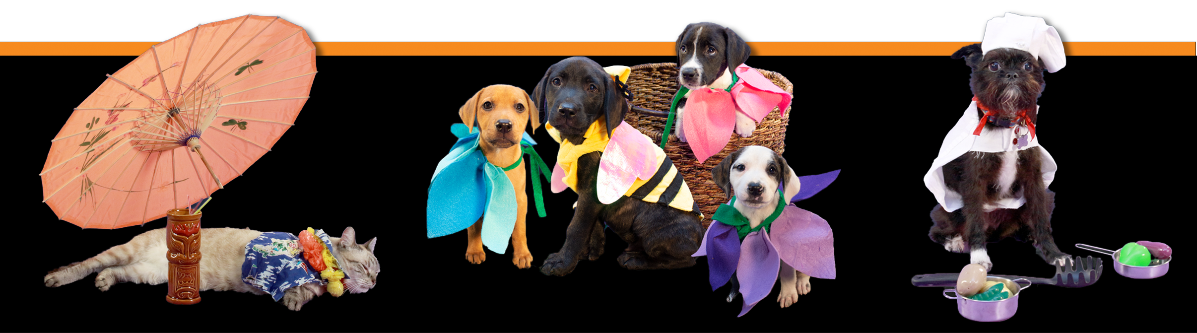 A cat and five dogs wearing Halloween costumes.