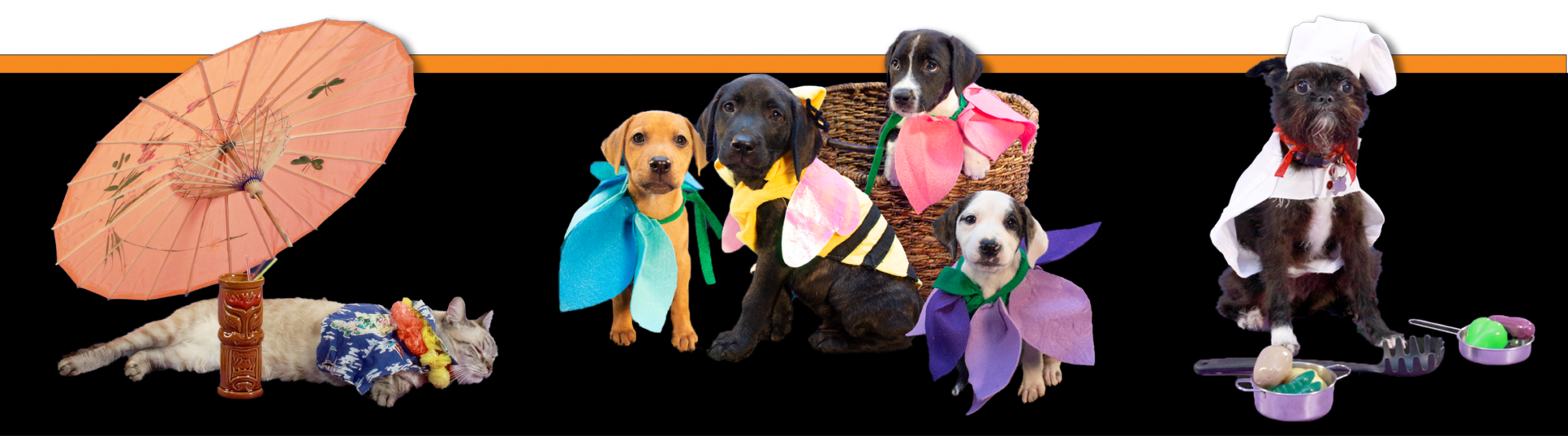 HALLOWEEN EastersealsGoodwill Northern Rocky Mountain Inc.